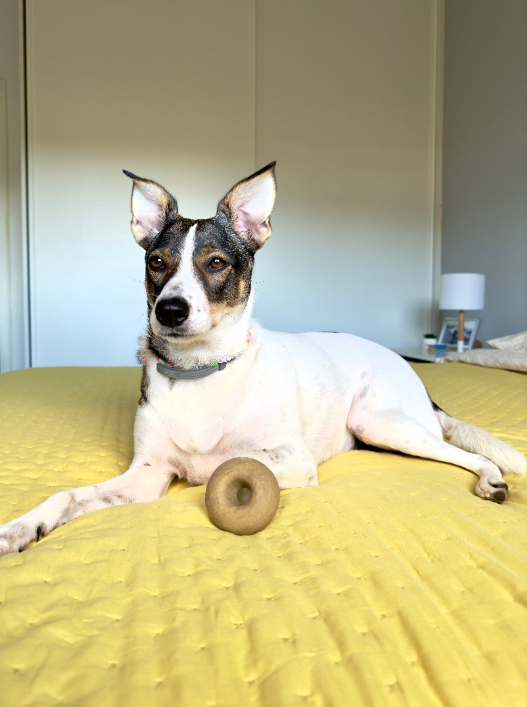 Kira solid shampoo bar providing a soft and shiny coat for short-haired dogs, made with safe and natural ingredients.