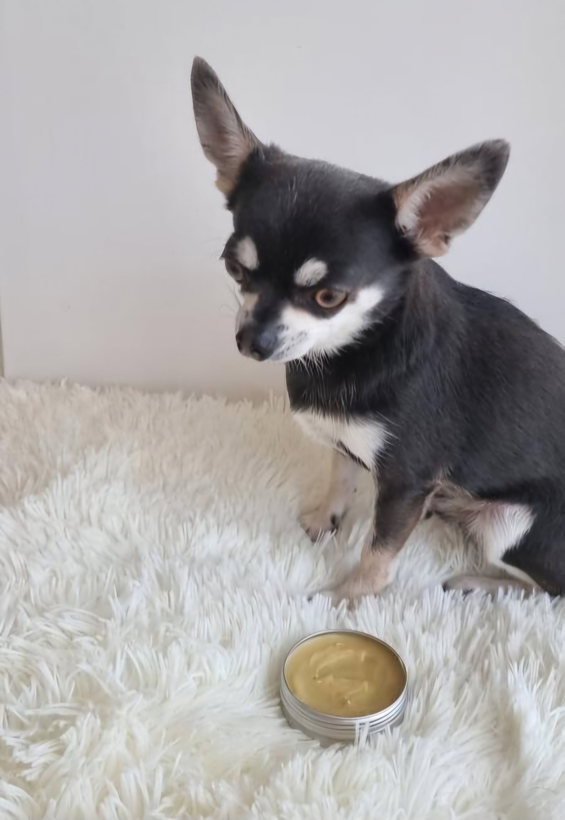 Hemp Balm by PippaNature, shown with natural hemp oil and eco-friendly ingredients, designed to soothe and repair dog paws.