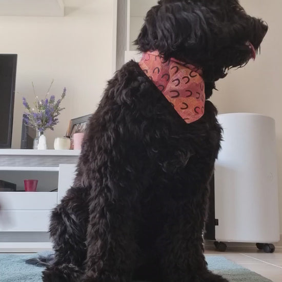 Demonstration of Olive Balm by PippaNature, showing how to apply this natural solid balm for moisturizing and protecting dog paws.