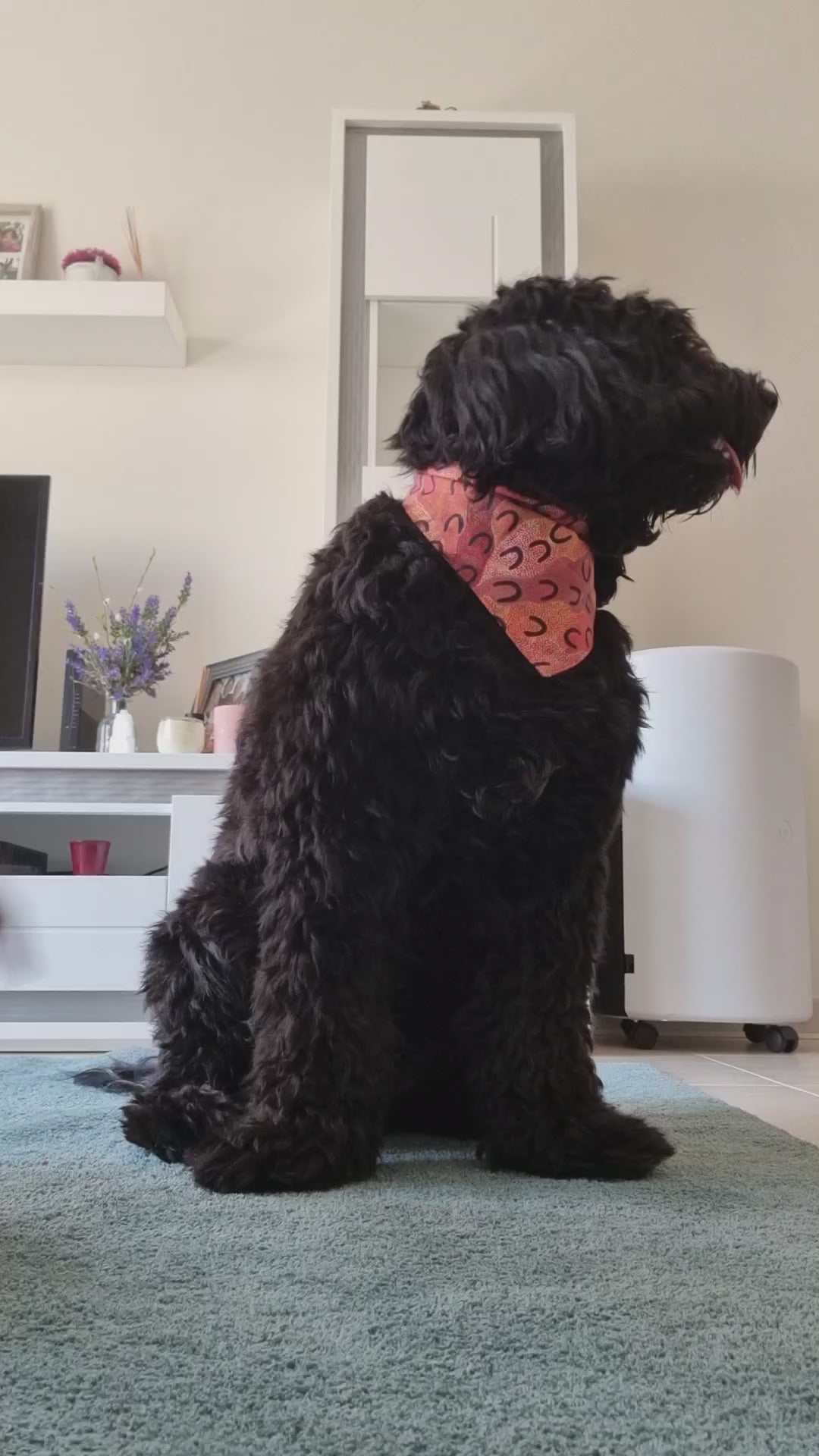 Demonstration of Olive Balm by PippaNature, showing how to apply this natural solid balm for moisturizing and protecting dog paws.
