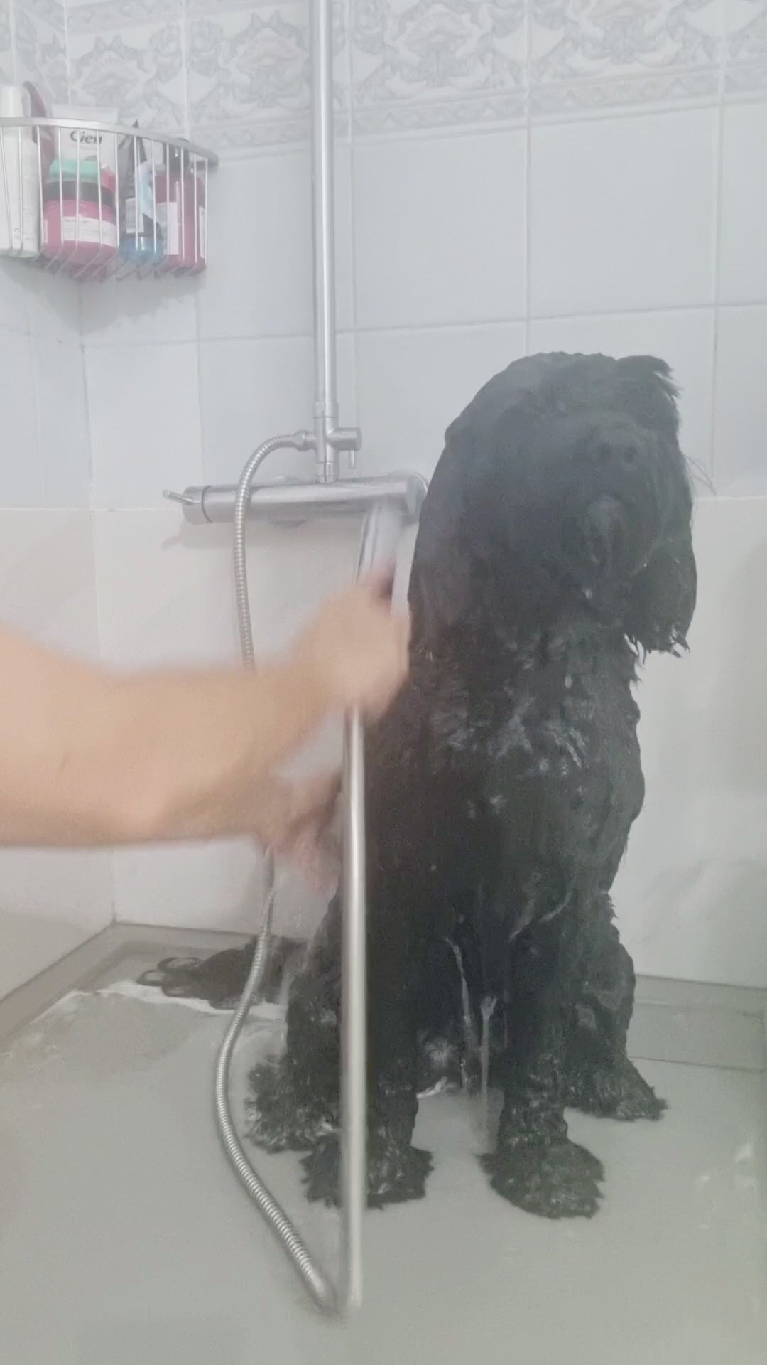 Demonstration of Picasso Shampoo bar by PippaNature, showing how to use this natural solid shampoo to clean and detangle long-haired dog coats.