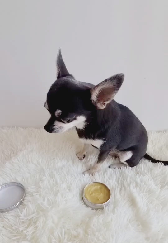 How to Use Hemp Balm by PippaNature for Dog Paw Care. Demonstration of Hemp Balm by PippaNature, showing how to apply this natural and eco-friendly balm to soothe and protect dog paws