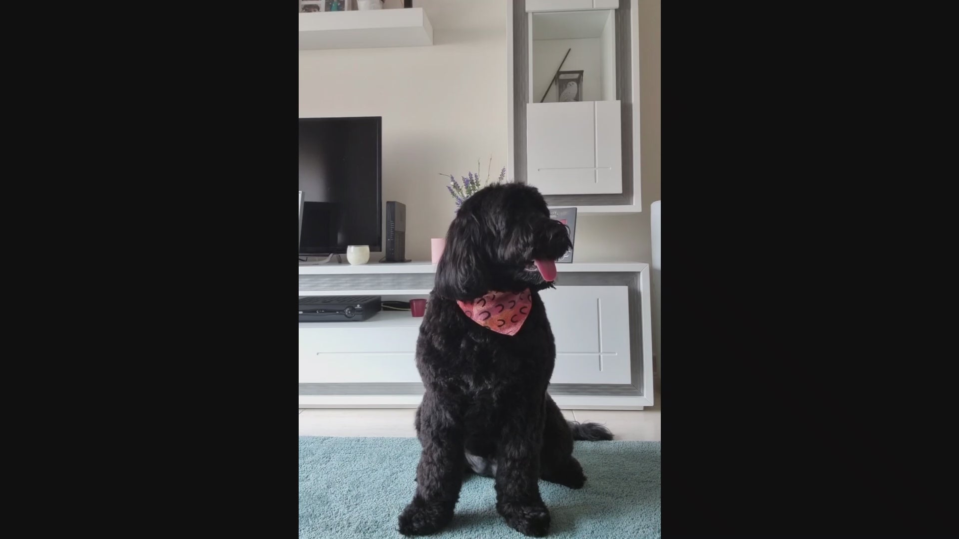 How to Use Clean Paw Spray by PippaNature. Demonstration of Clean Paw Spray by PippaNature, showing how to clean dog paws safely using this eco-friendly, natural pet care product.