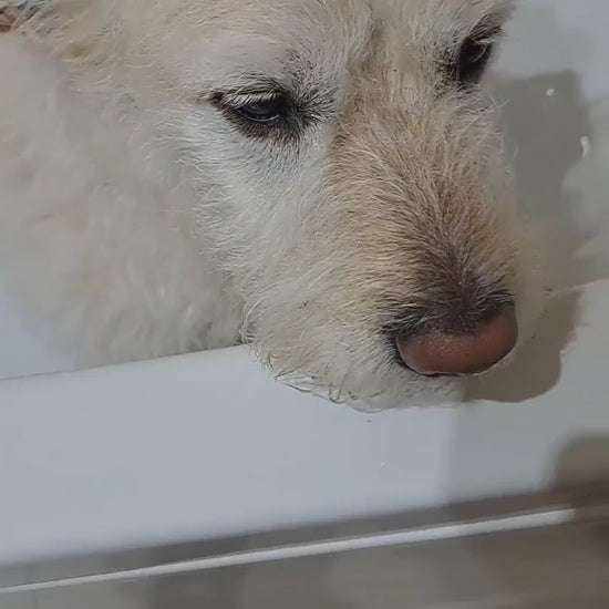 Demonstration of Kusko Shampoo bar by PippaNature, showing how to use this natural solid shampoo for clean and protected dog coats.
