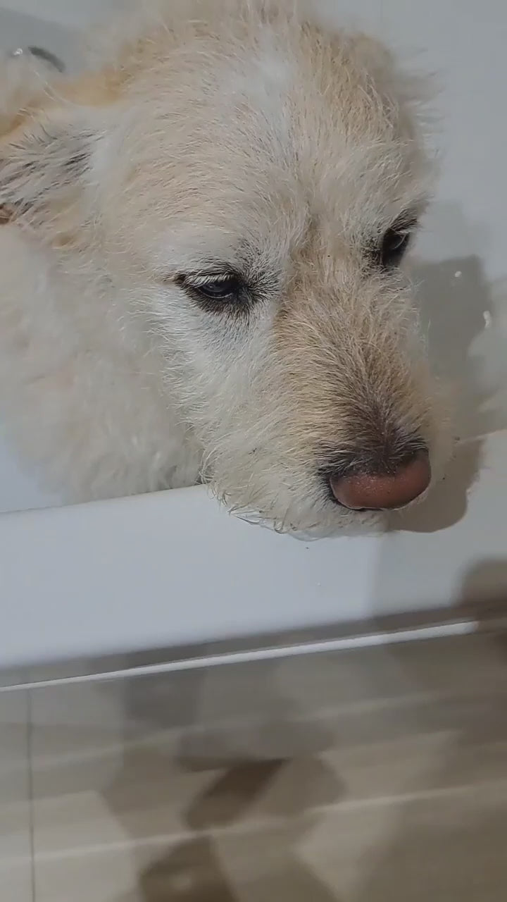 Demonstration of Kusko Shampoo bar by PippaNature, showing how to use this natural solid shampoo for clean and protected dog coats.
